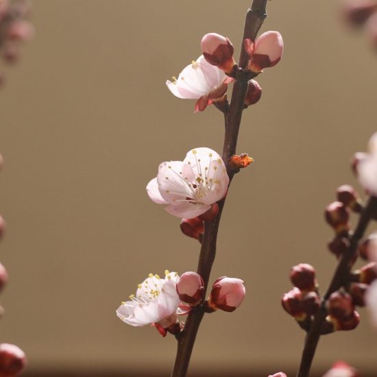 Close up of apricot tree blossoms.