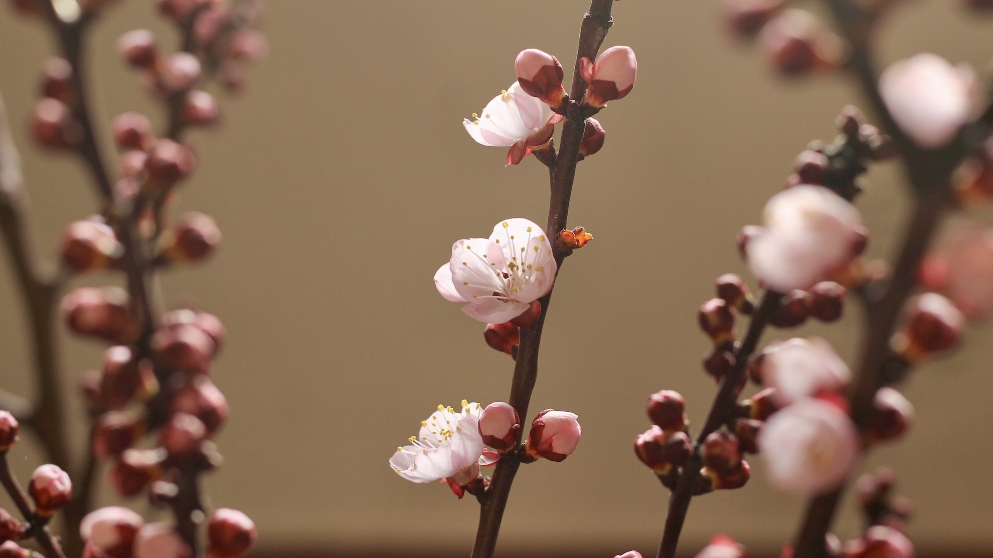 Close up of apricot tree blossoms.