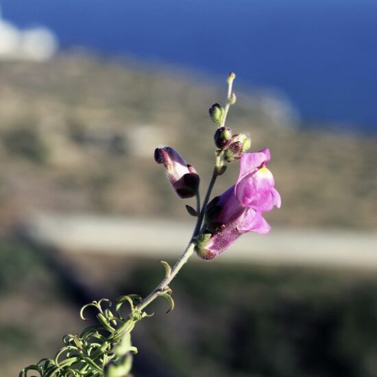 Close up of a wild flower.