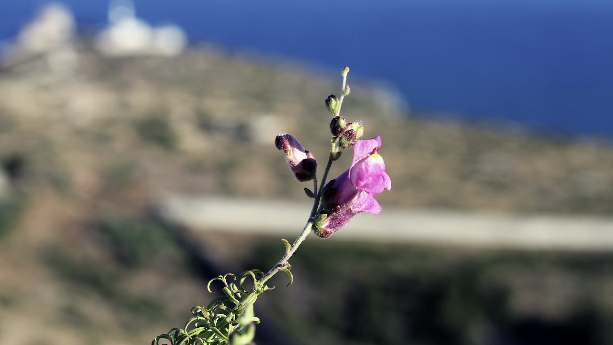 Close up of a wild flower.