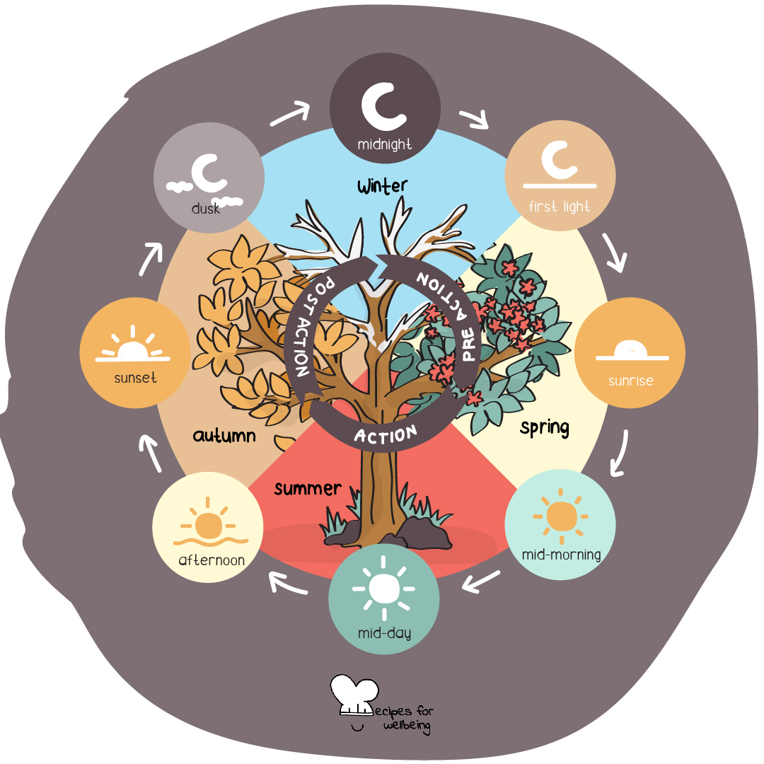 Illustration of the regenerative action cycle, which includes three phases (pre-action, action, and post-action) spread around the four seasons (winter, spring, summer, and autumn) and times of the day (midnight, first light, sunrise, mid-morning, mid-day, afternoon, sunset, and dusk). © Recipes for Wellbeing